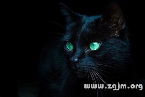 黑貓 意思 龍是什麼意思